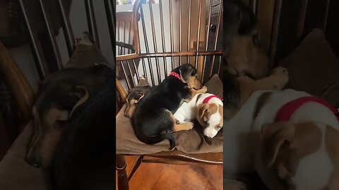 Dogs love to each other #videos #petvideos #dog