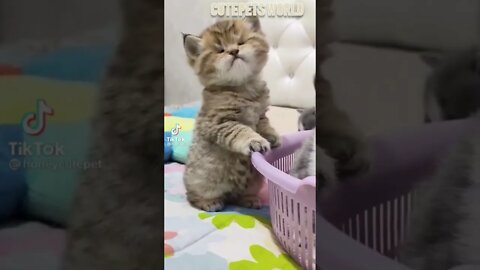 Cute and funny cat videos/#kitten #cat #kitty #funny kitten #funnycat #trending #shorts #tiktok (2)