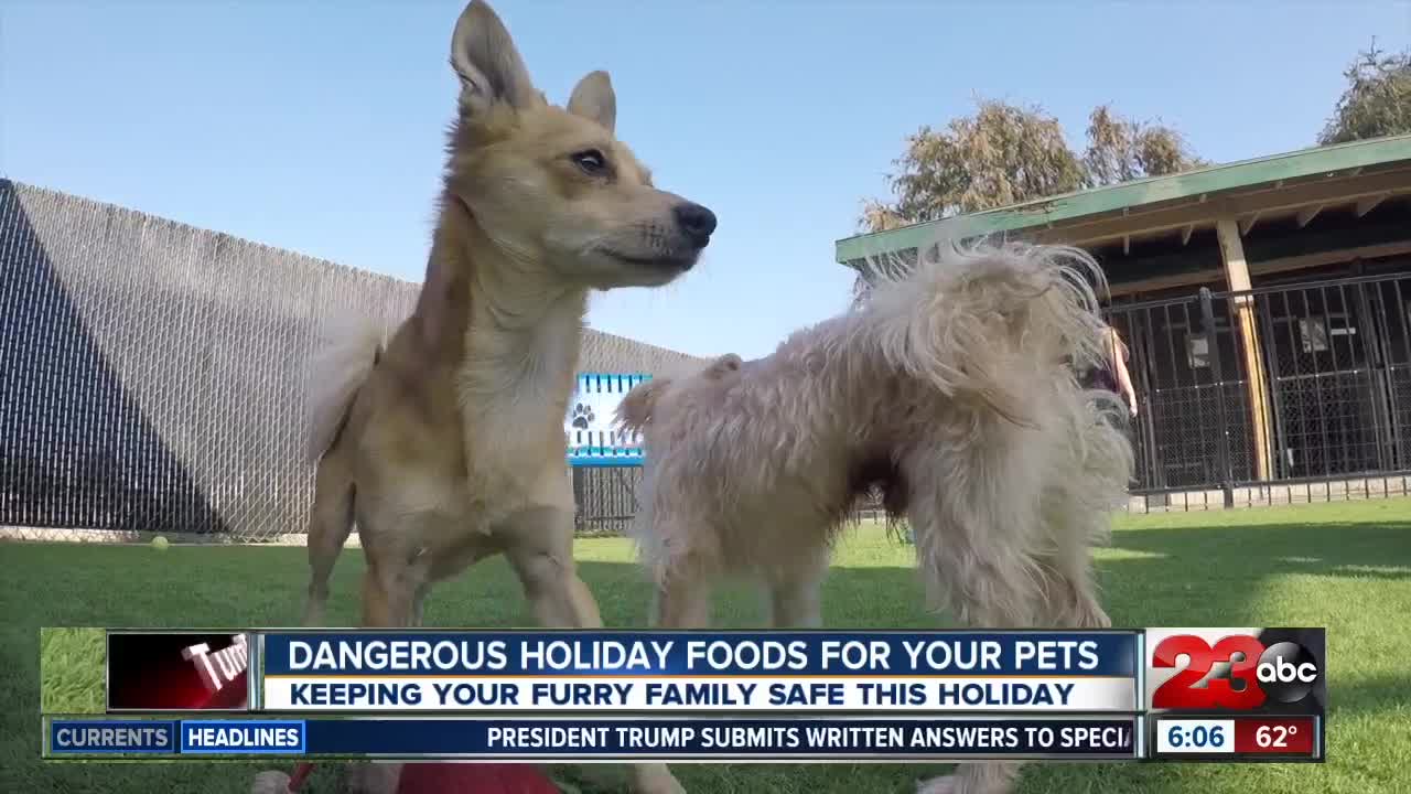 Holiday foods that are dangerous for your pets