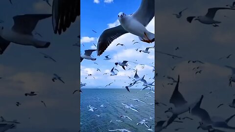 Nature Lovers#Shorts#youtubeshorts#Nature