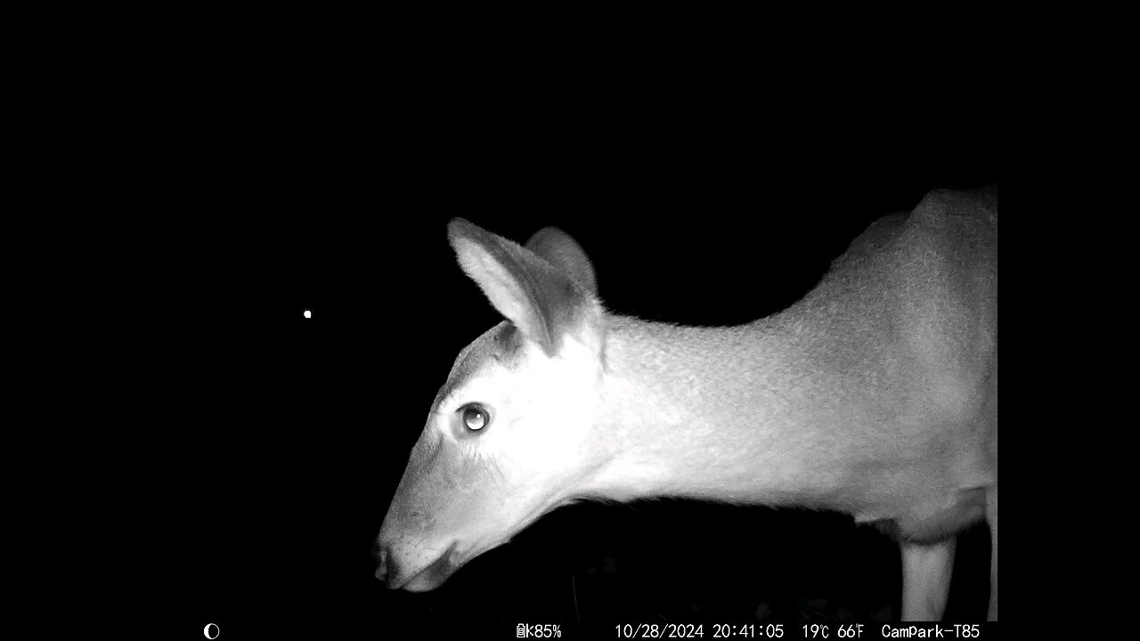 Deer Cam 10-28-2024