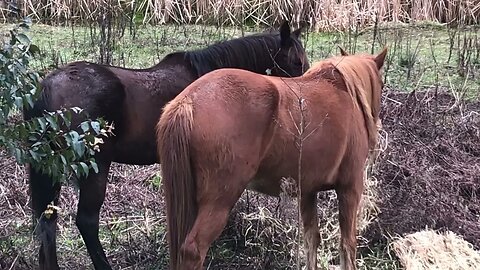 Feeding horses winter hay by the creek. Fixing fence