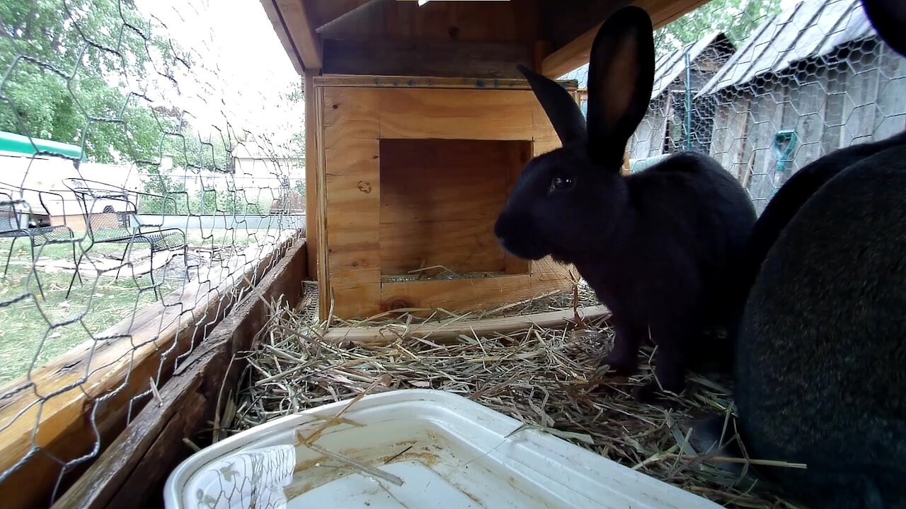 If you watch this video you will see rabbit tongue