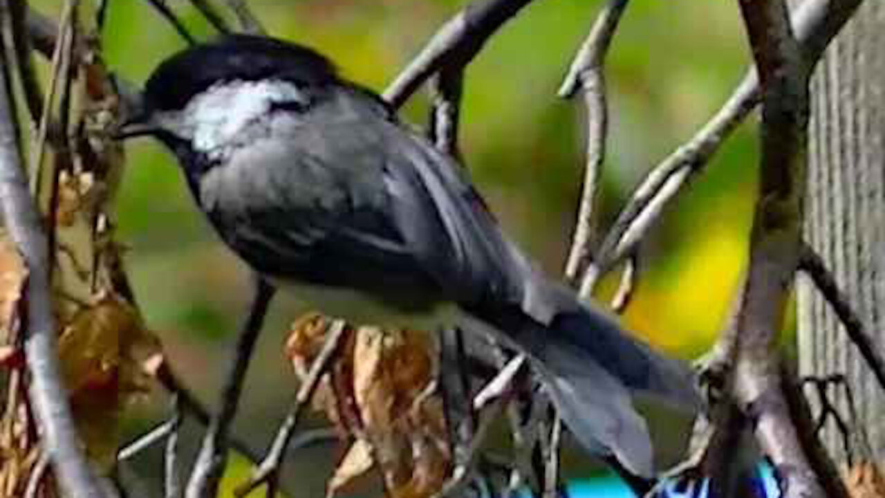 IECV NV #235 - 👀 The Black Capped Chickadees Out Playing And Exploring 6-6-2016