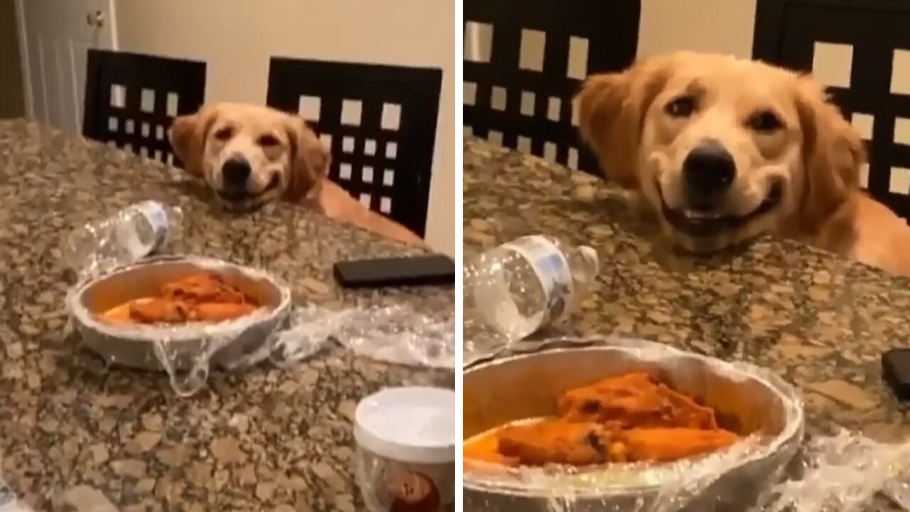 Adorable Puppy Literally Smiles For Tasty Chicken Wings