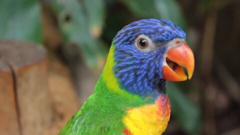 A very beautiful and multi-colored parrot