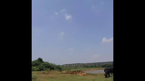 Damdama lake haryana