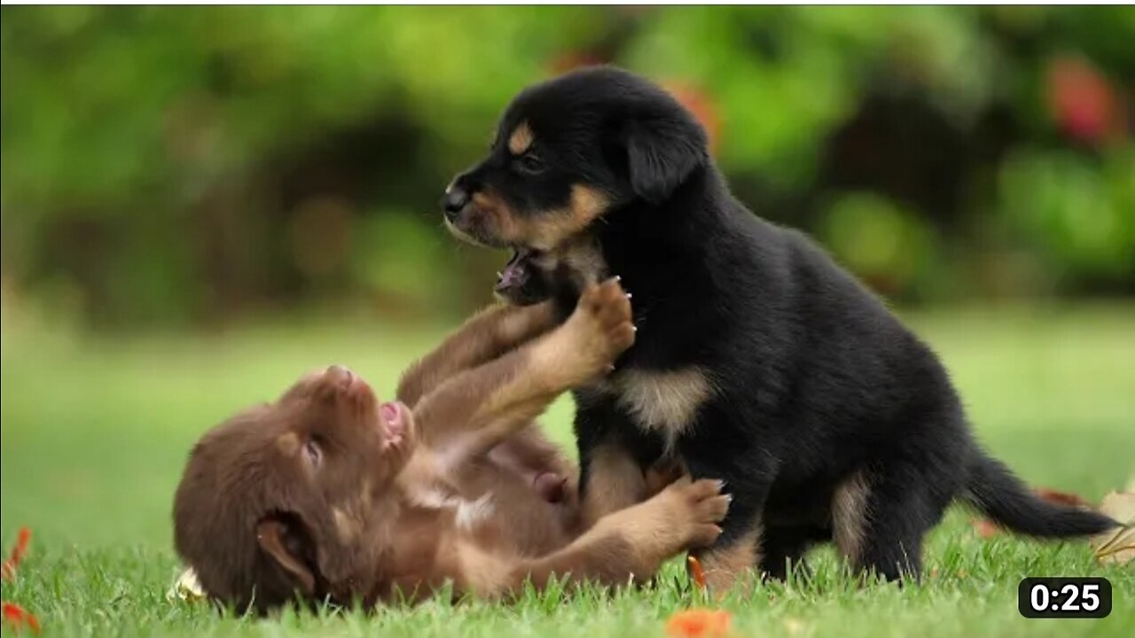 Cute dog kids are playing