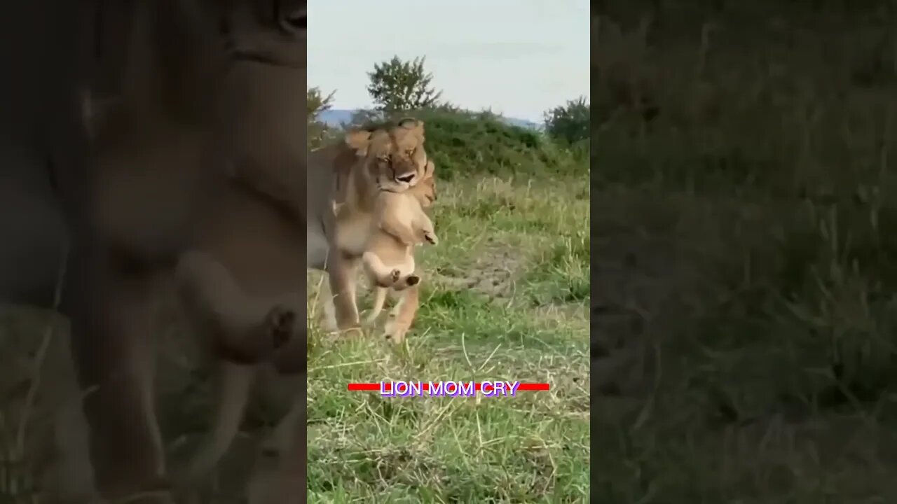 lion mom cry #shorts #feedshorts