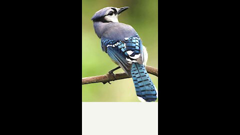 Funny Bird Videos 2021 Let's Laugh