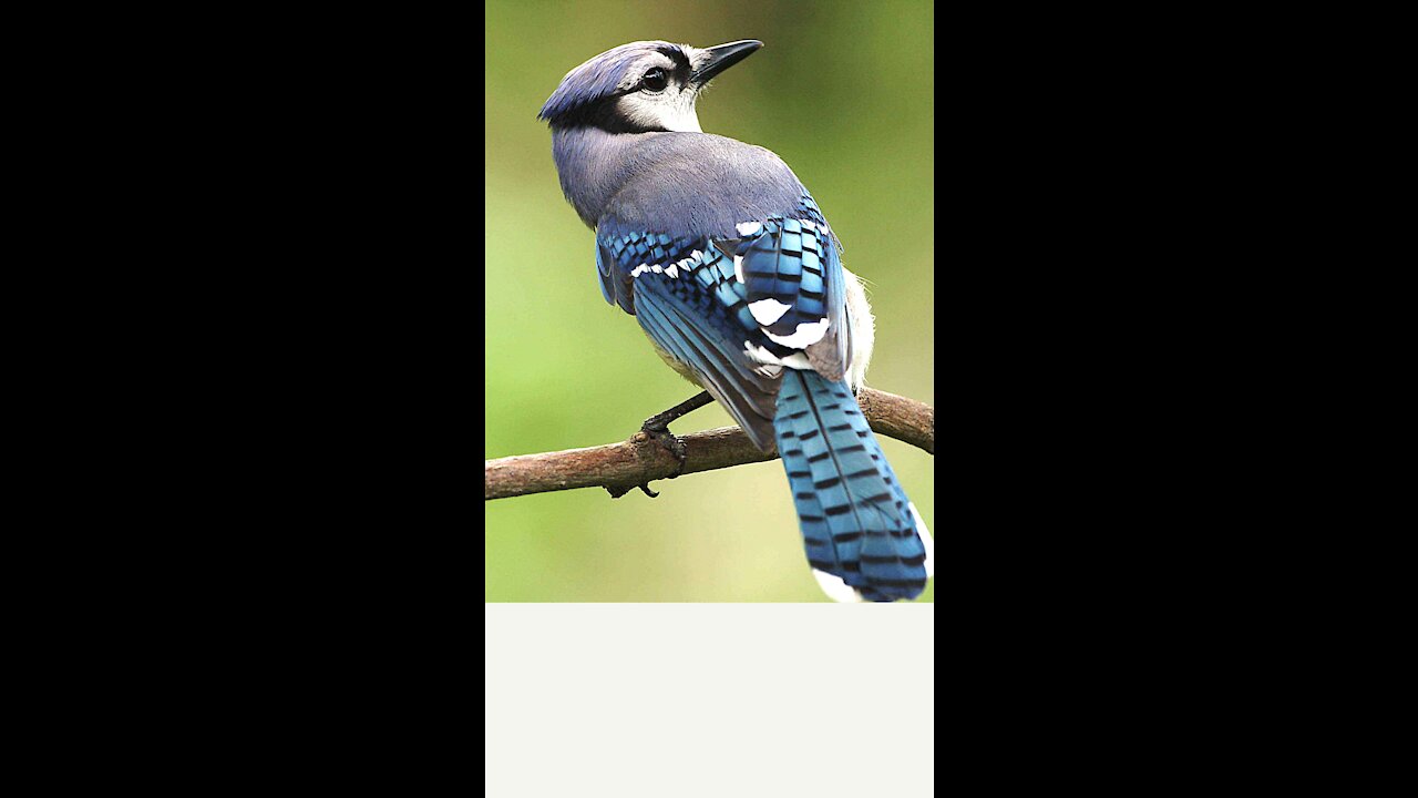 Funny Bird Videos 2021 Let's Laugh