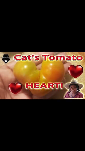 Cat's Heart Tomato