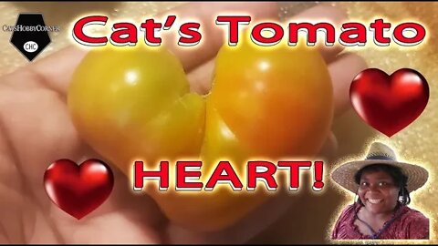 Cat's Heart Tomato