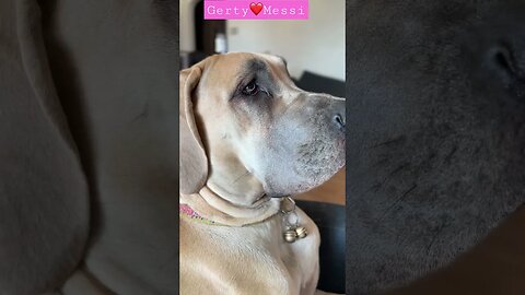 Gerty❤️@Iampuma #happy #dogs #shortsvideo #like #amazing #viral #doglover #pumas