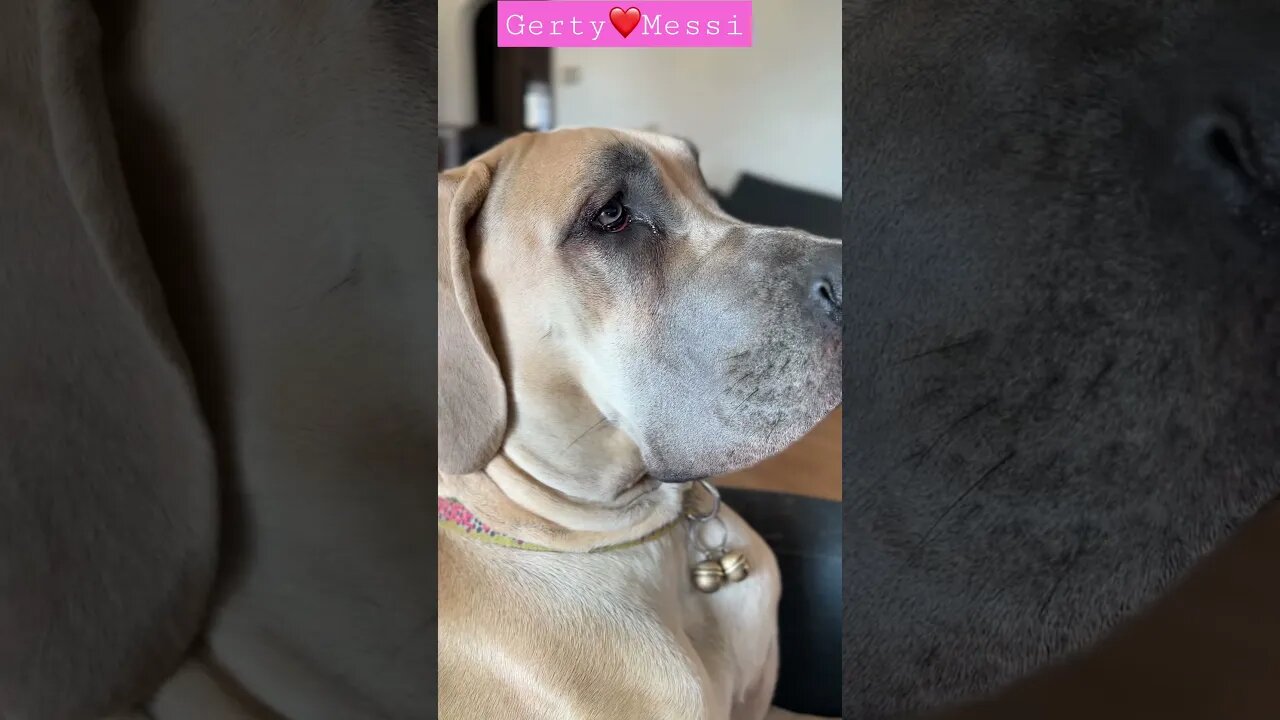 Gerty❤️@Iampuma #happy #dogs #shortsvideo #like #amazing #viral #doglover #pumas