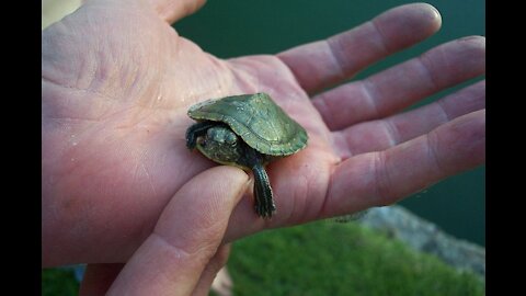 How to Pet a Turtle