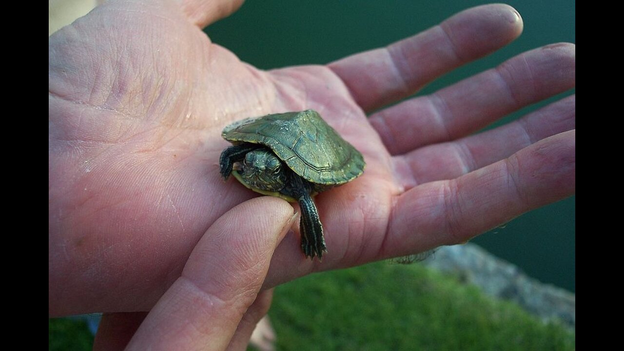 How to Pet a Turtle