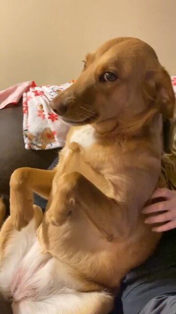 What Do You Have In Your Mouth?! Dog Tries Being Sneaky!