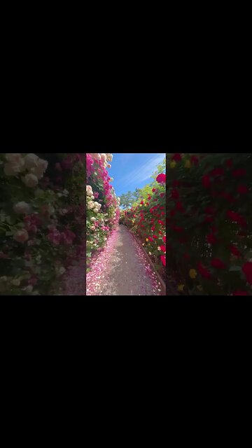 Path among flowers on Jeju Island 🌸