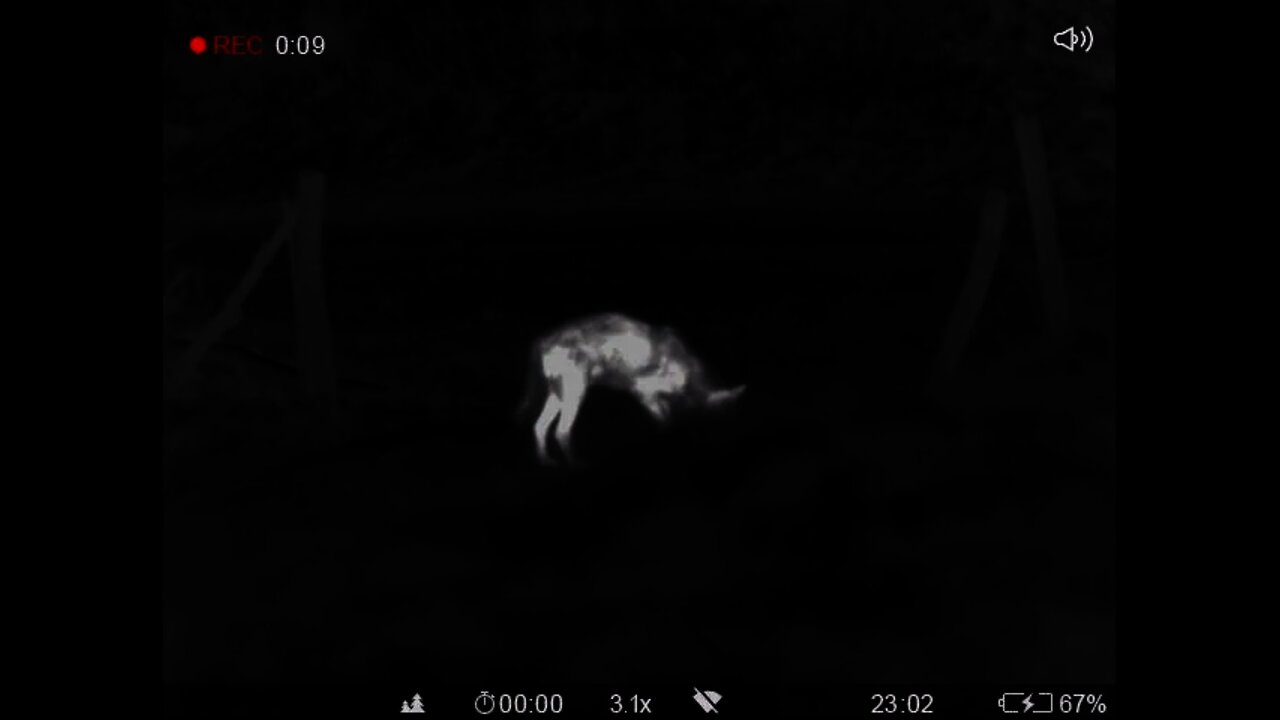 Thermal View Of A Wolf Hunting