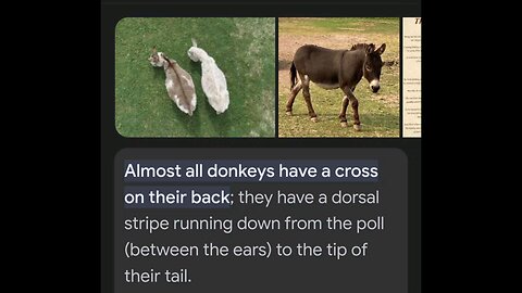 DONKEYS HAVE A CROSS....