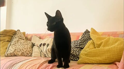 Checkout Kitten Playing With Broken Toy [Prefers String Over Toy Mouse]