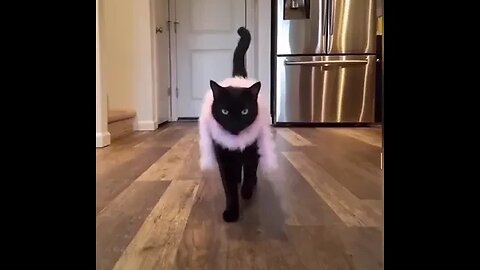 PLAYING CAT VIDEO MEAWWW