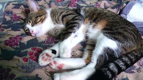 A Sweet Sleepy Cat