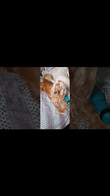 #dogshow , #amimals , #dogs , #shorts