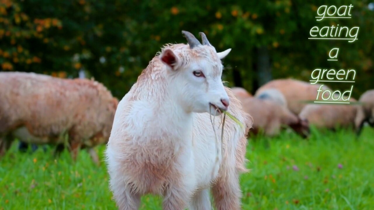 Goat eating a green food video .