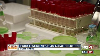 FGCU testing virus as blue-green algae solution