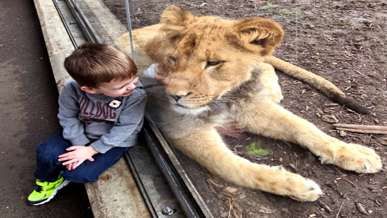 ZOO Animals ATTACKS 🚫 | ANIMALS At The ZOO 🦁