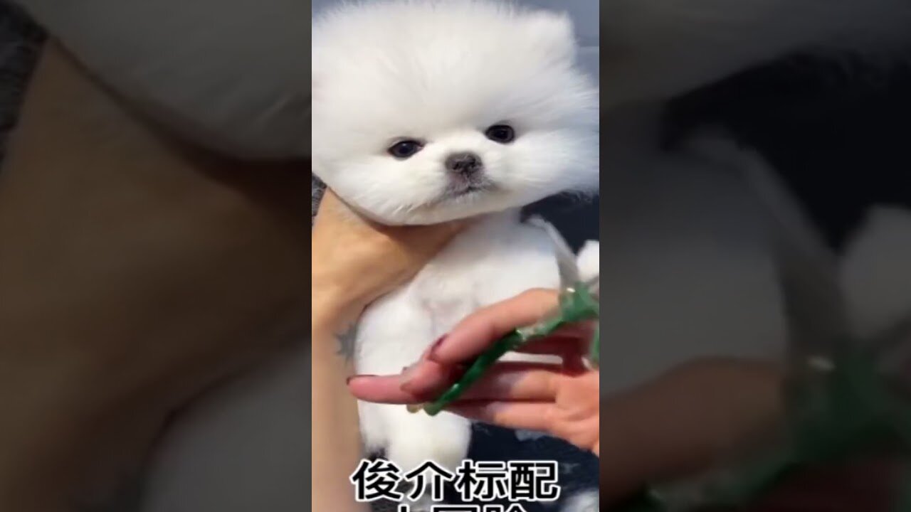 Cute And funny dog vídeos complilation