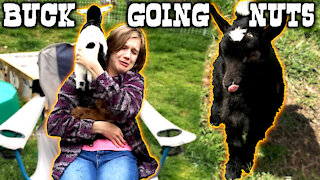 🐐 Our Bucks Are Going Nuts! Can baby goats get pregnant?