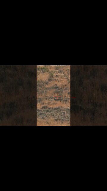 Hunting Coyotes #shorts #dog #animals #hunter #201