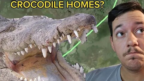 Study Shows American Crocodiles Have a Home Sweet Home