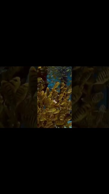 Beautiful Chinese Transfish Gives Brith to 1000 Babies