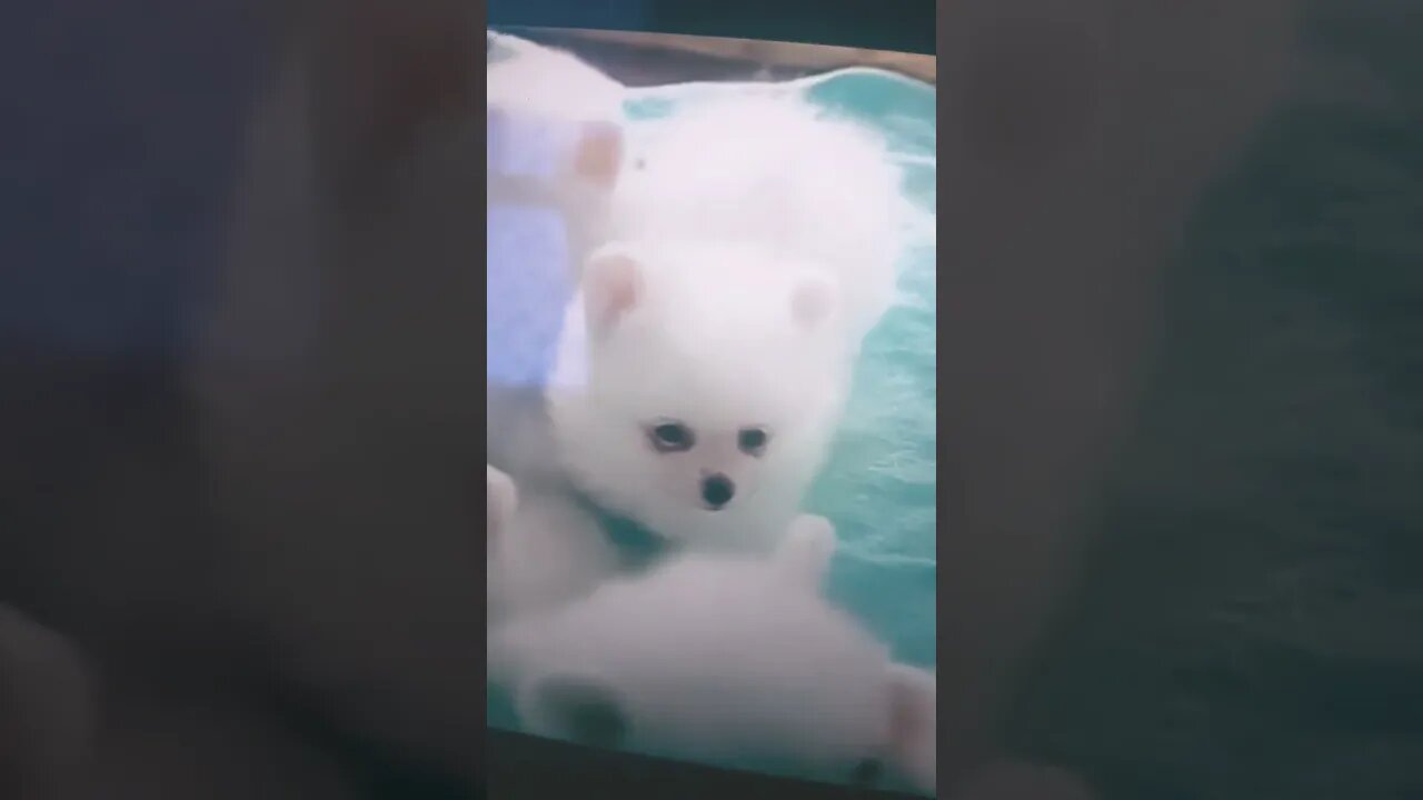 cutest puppies excited play their lives happy