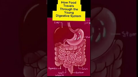 "Unlocking the Secrets: How Food Travels Through Your Digestive System"