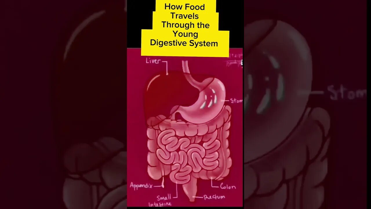 "Unlocking the Secrets: How Food Travels Through Your Digestive System"