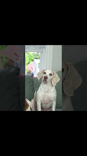 Funny dogs reaction😂😂