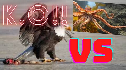 Eagle Dies When Hunting Octopus