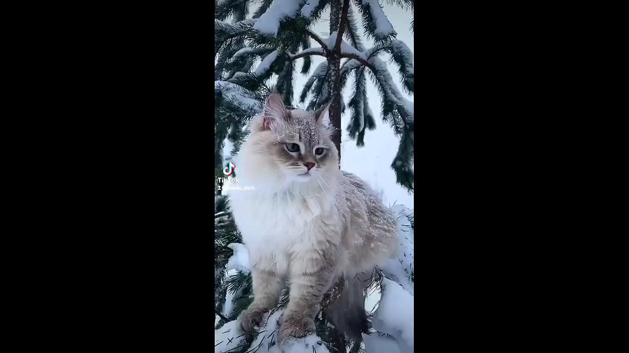 Cute Cat in Snowing Weather