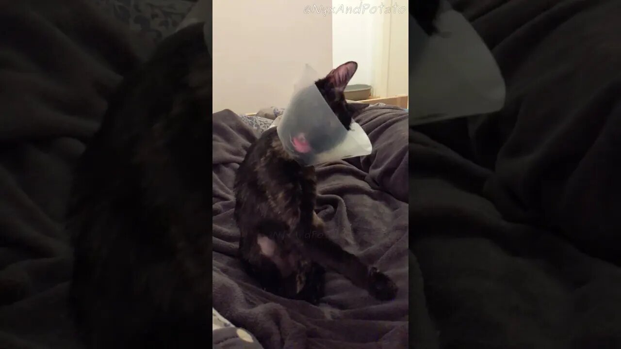 Tortie Thinks She's Cleaning Herself