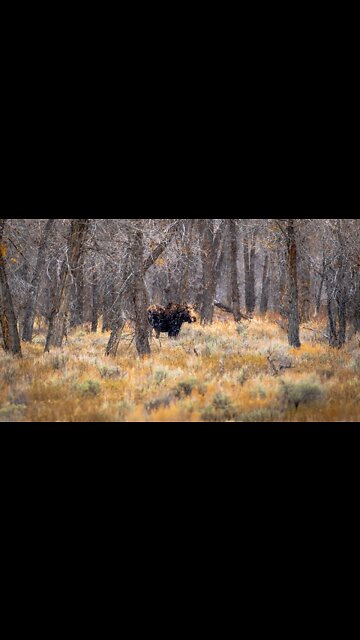 Mama Moose in a Snow Storm #shorts
