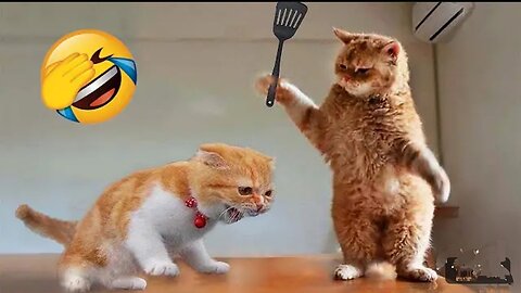 Funniest Animals😂 Funny cats and dogs 2023😺🐶part 1