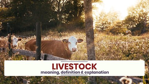 What is LIVESTOCK?