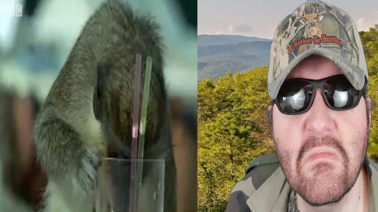 Alcoholic Vervet Monkeys! - Weird Nature - BBC Animals REACTION!!! (BBT)