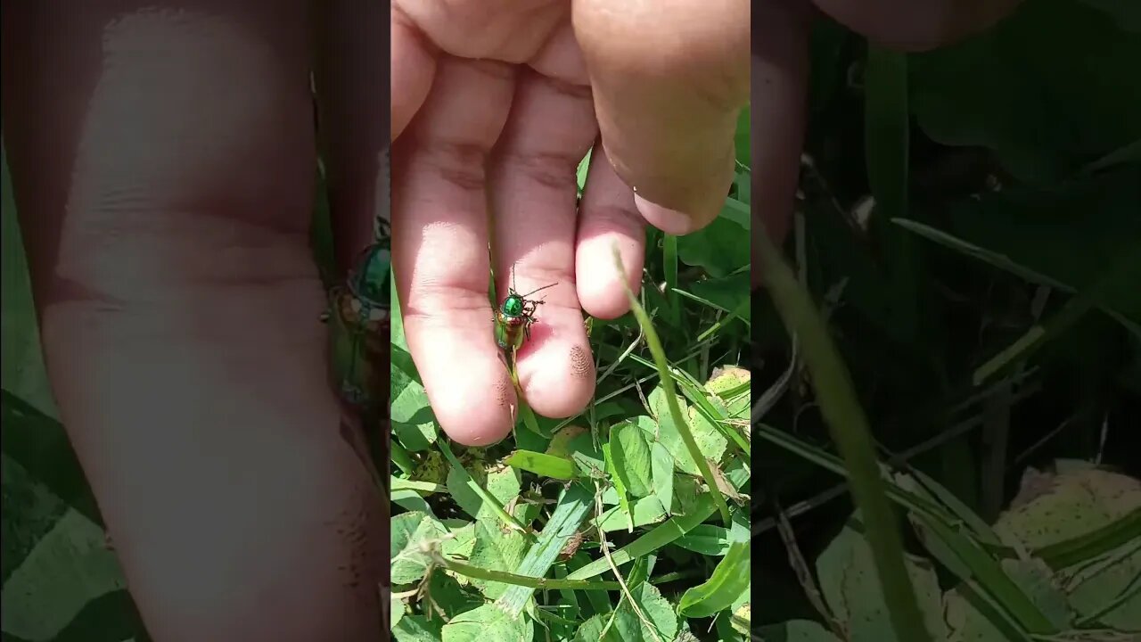 Beautiful Pest ~ Japanese Beetle