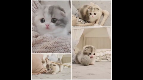 Cute Cat Training Video Out / Cat Lover / Cute Cat Video / Cute Cat Baby Video / Cat Status